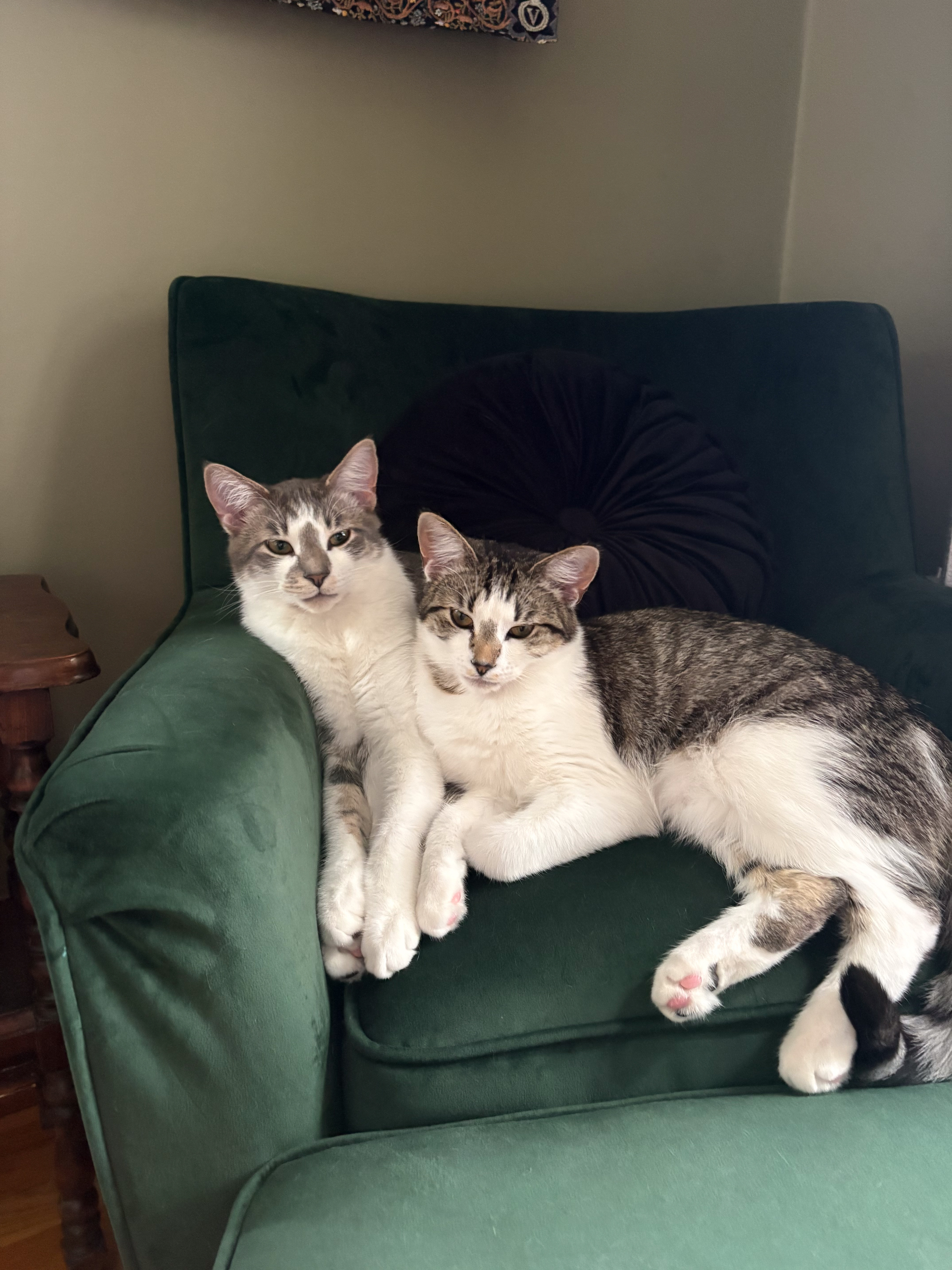 My Cats